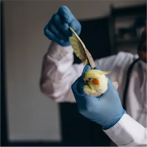 Fisiologia Dos Sistemas Estruturais Dos Animais